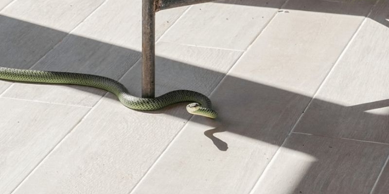 Sự may mắn đang chờ bạn khi thấy rắn vào nhà 
